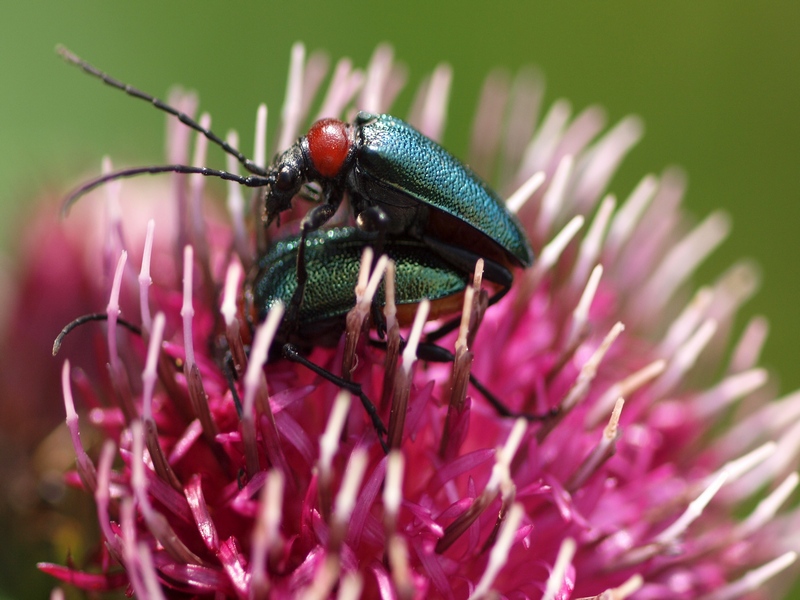 Coleoptera Oedemeridae